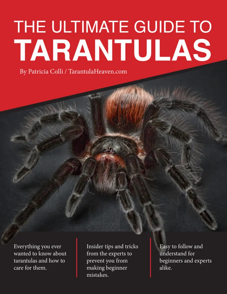 17936 dwarf tarantula healthy