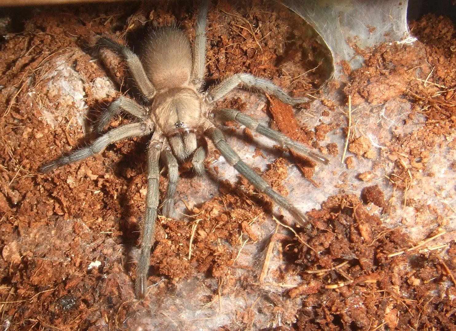 17936 dwarf tarantula overview