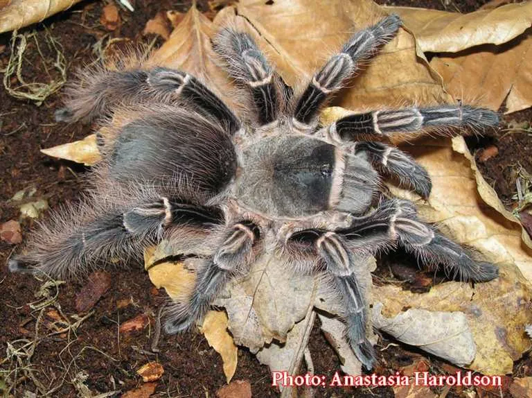 /img/17936-dwarf-tarantula-safety.webp