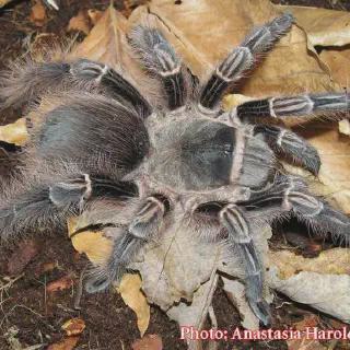 /img/17936-dwarf-tarantula-safety.webp