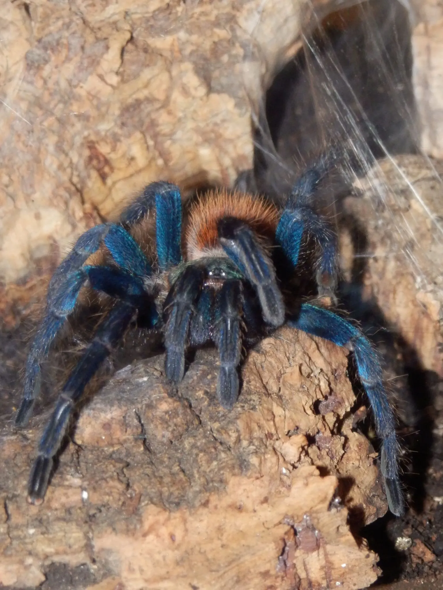 17936 dwarf tarantula species