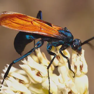 /img/17937-tarantula-hawk-ipa-variants.webp
