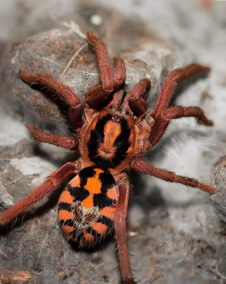 17938 tarantula feeding