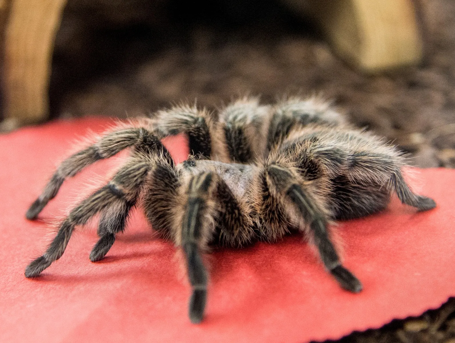 17938 tarantula species