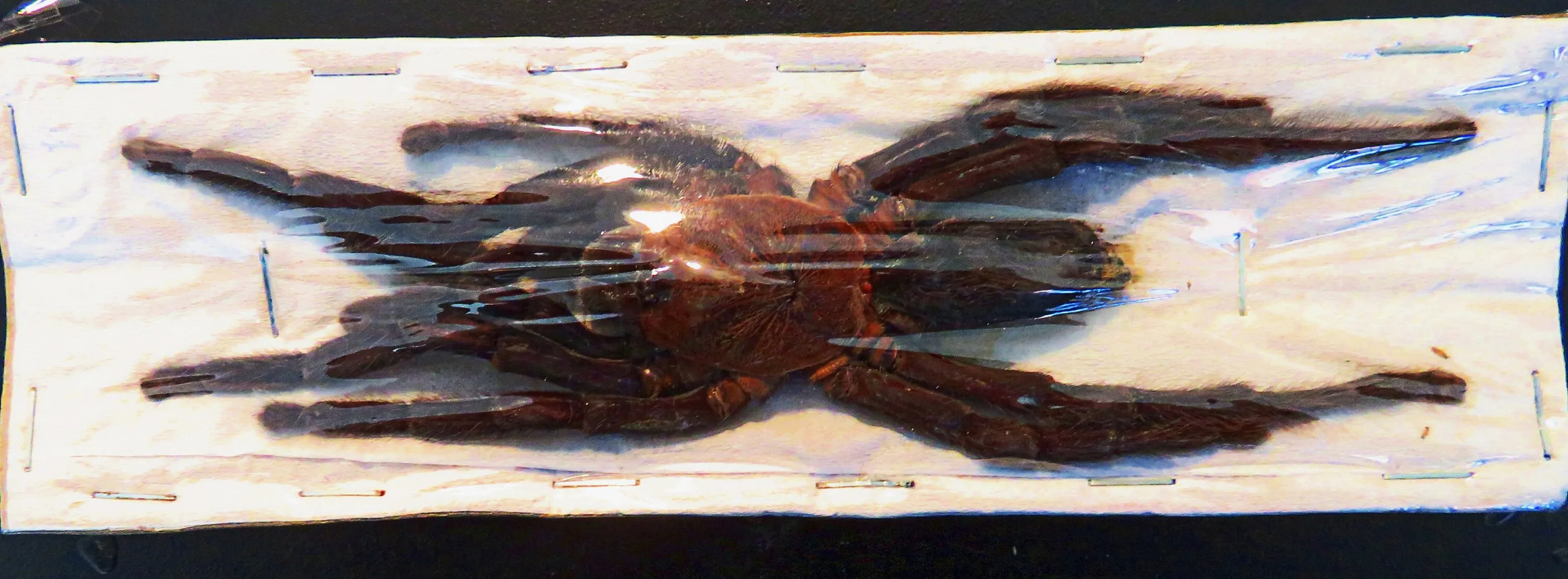 17938 tarantula substrate