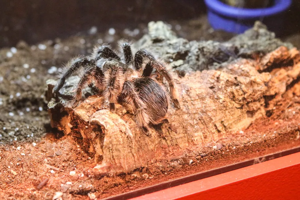 /img/17941-happy-tarantula-conclusion.webp