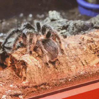 /img/17941-happy-tarantula-conclusion.webp