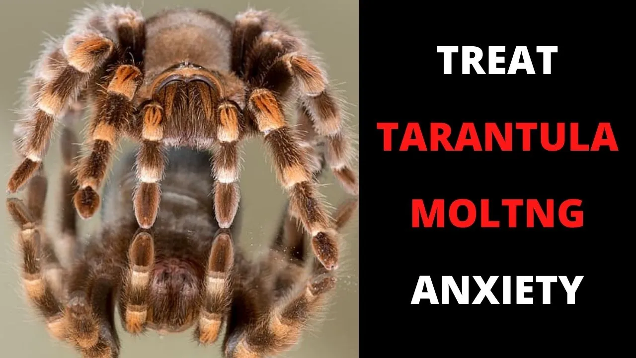 17941 healthy tarantula activity