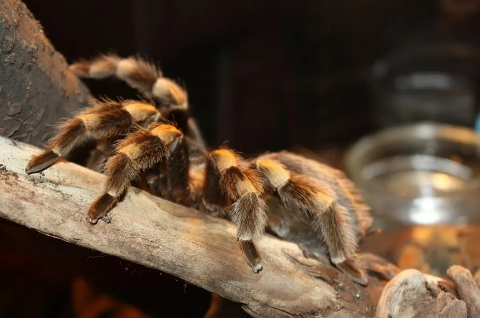 17941 molting tarantula
