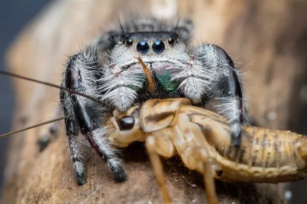 17943 tarantula eating