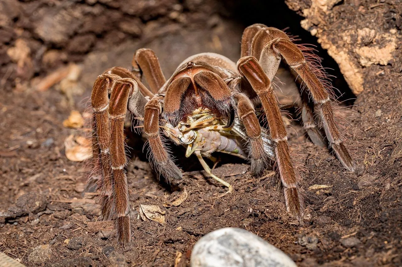 /img/17943-tarantula-feeding.webp