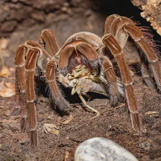 /img/17943-tarantula-feeding.webp
