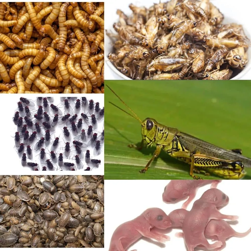 17943 tarantula insect