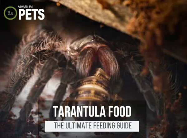 17943 tarantula wild