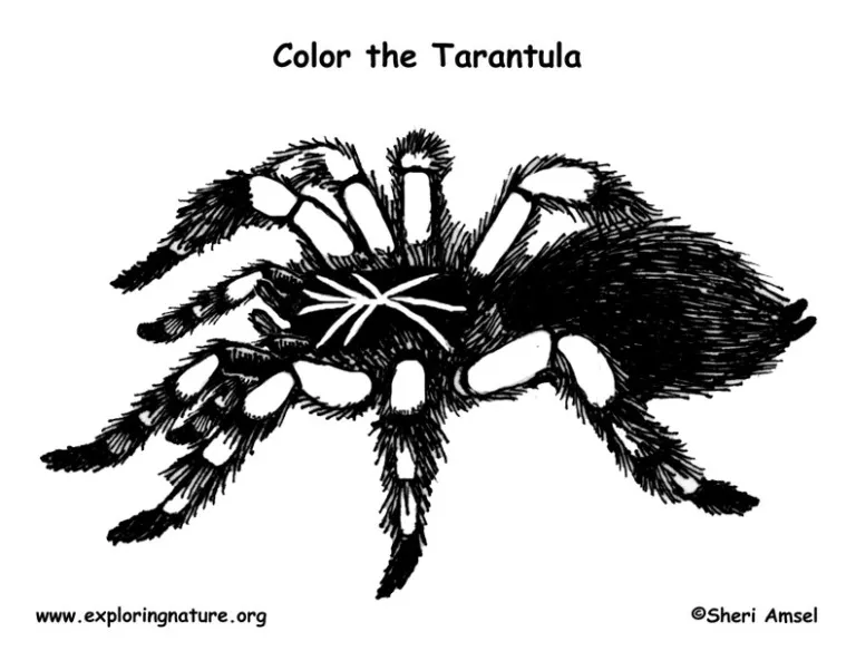 17944 tarantula coloring book stress relief