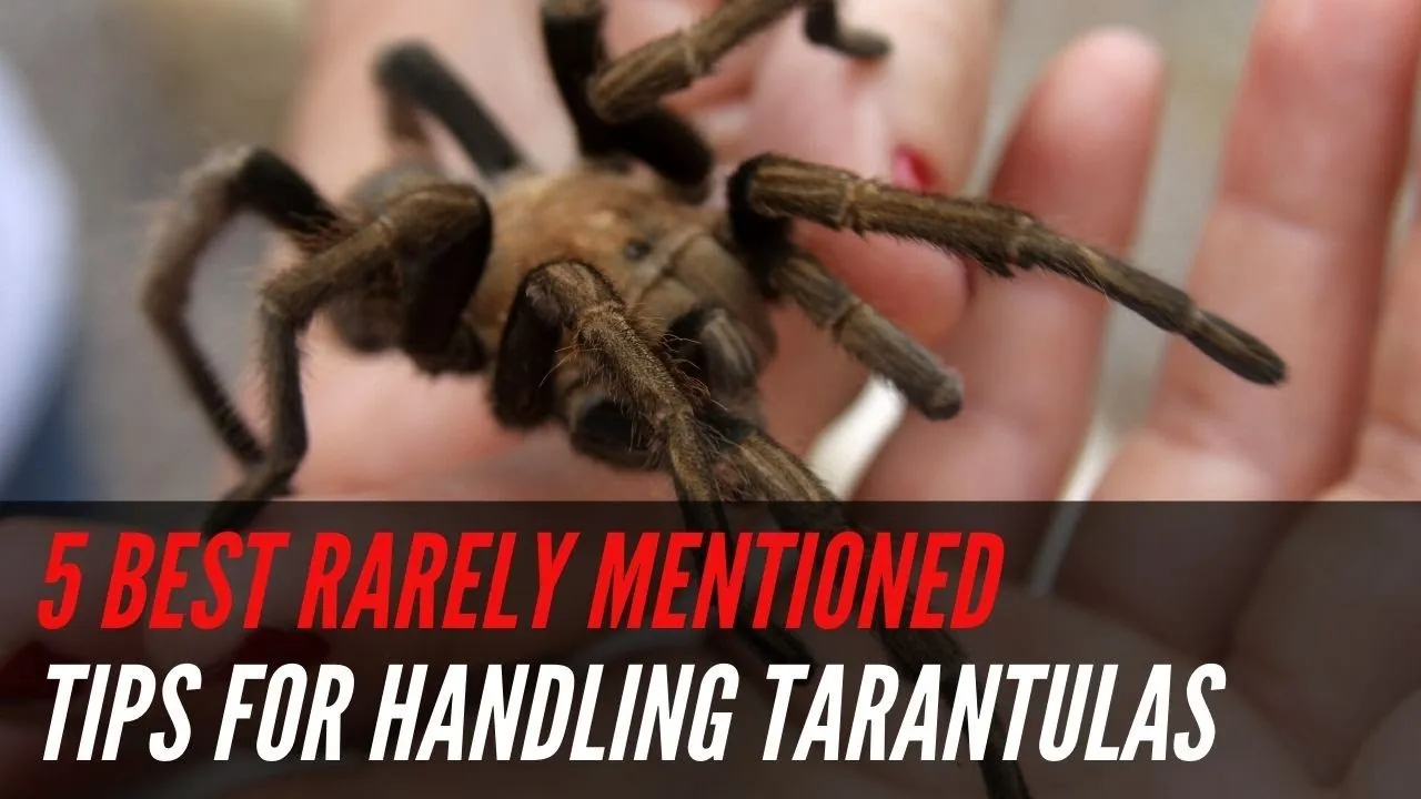 17946 tarantula behavior