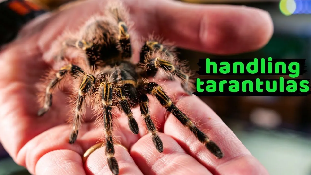 17946 tarantula defensive posture