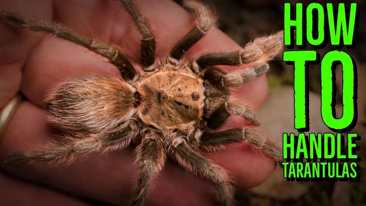 17946 tarantula enclosure