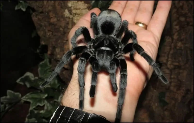 /img/17946-tarantula-humidity.webp