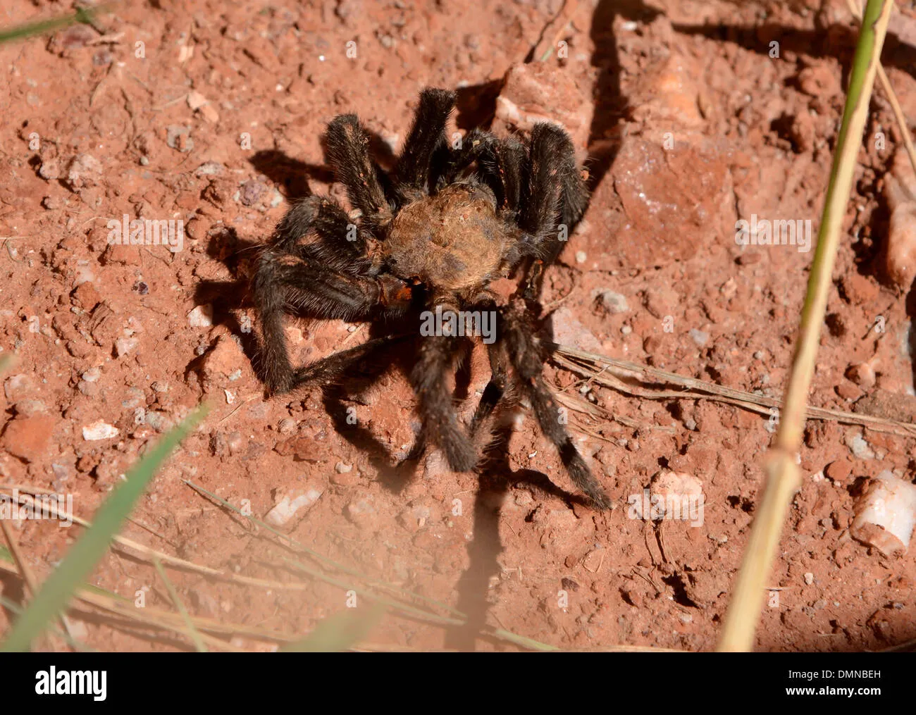 /img/17947-texas-tarantula-spider-conservation.webp