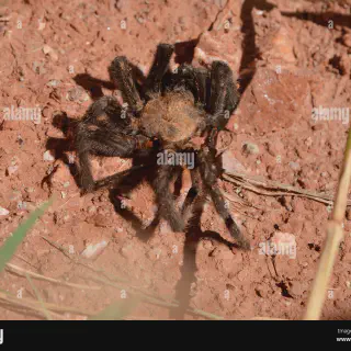 /img/17947-texas-tarantula-spider-conservation.webp