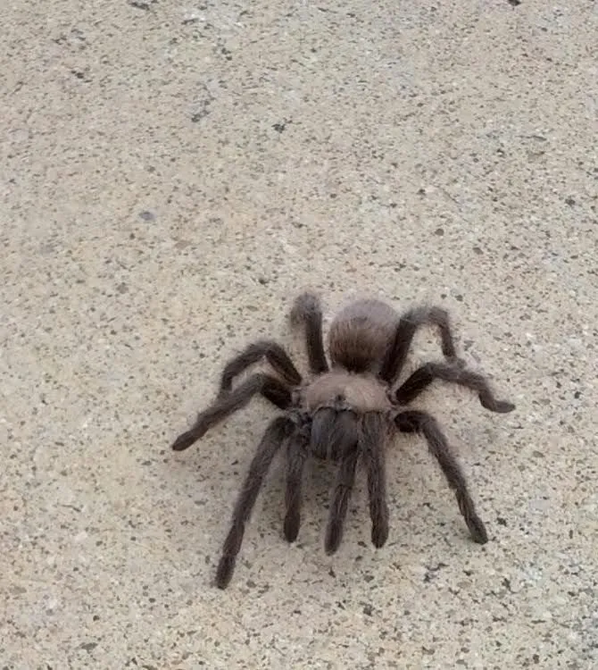 17947 texas tarantula spider defensive