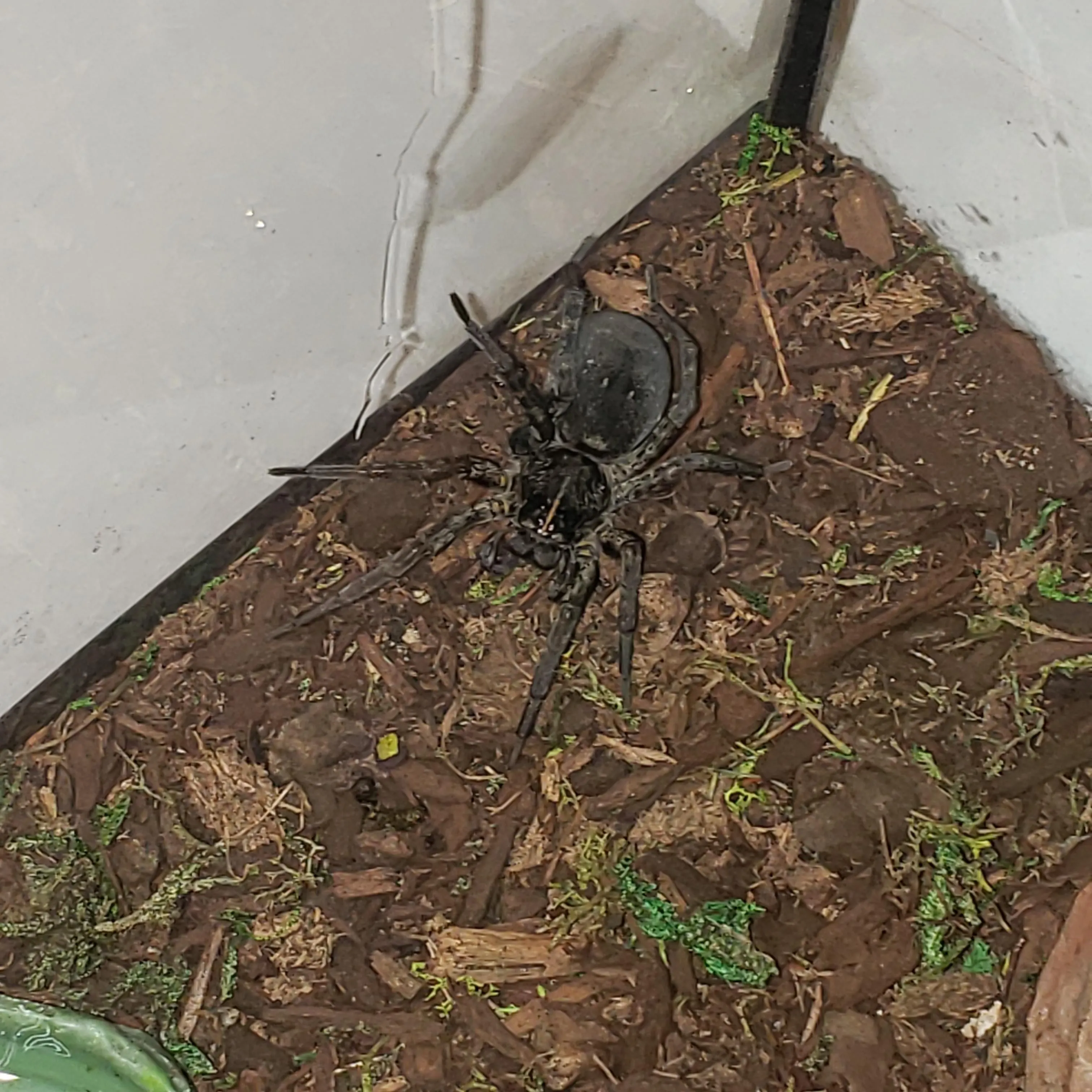 17947 texas tarantula spider feeding