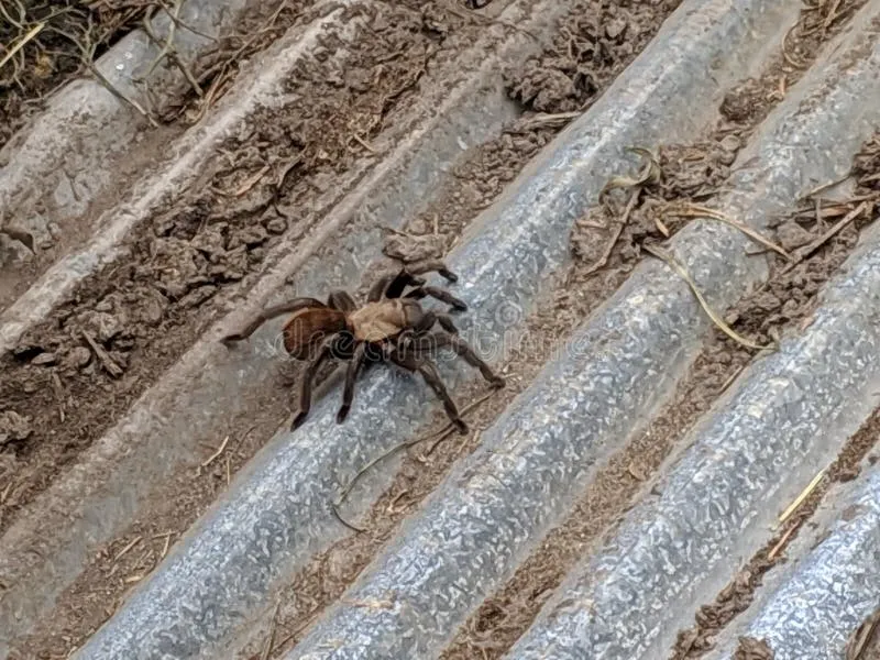 17947 texas tarantula spider mating