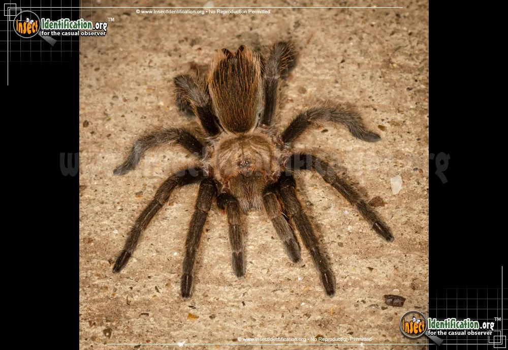 17947 texas tarantula spider size