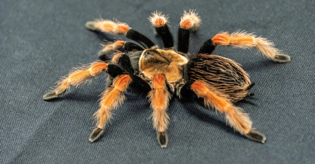 17949 healthy tarantula