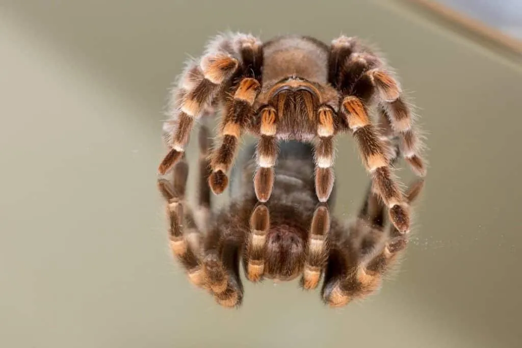17950 cute tarantula names
