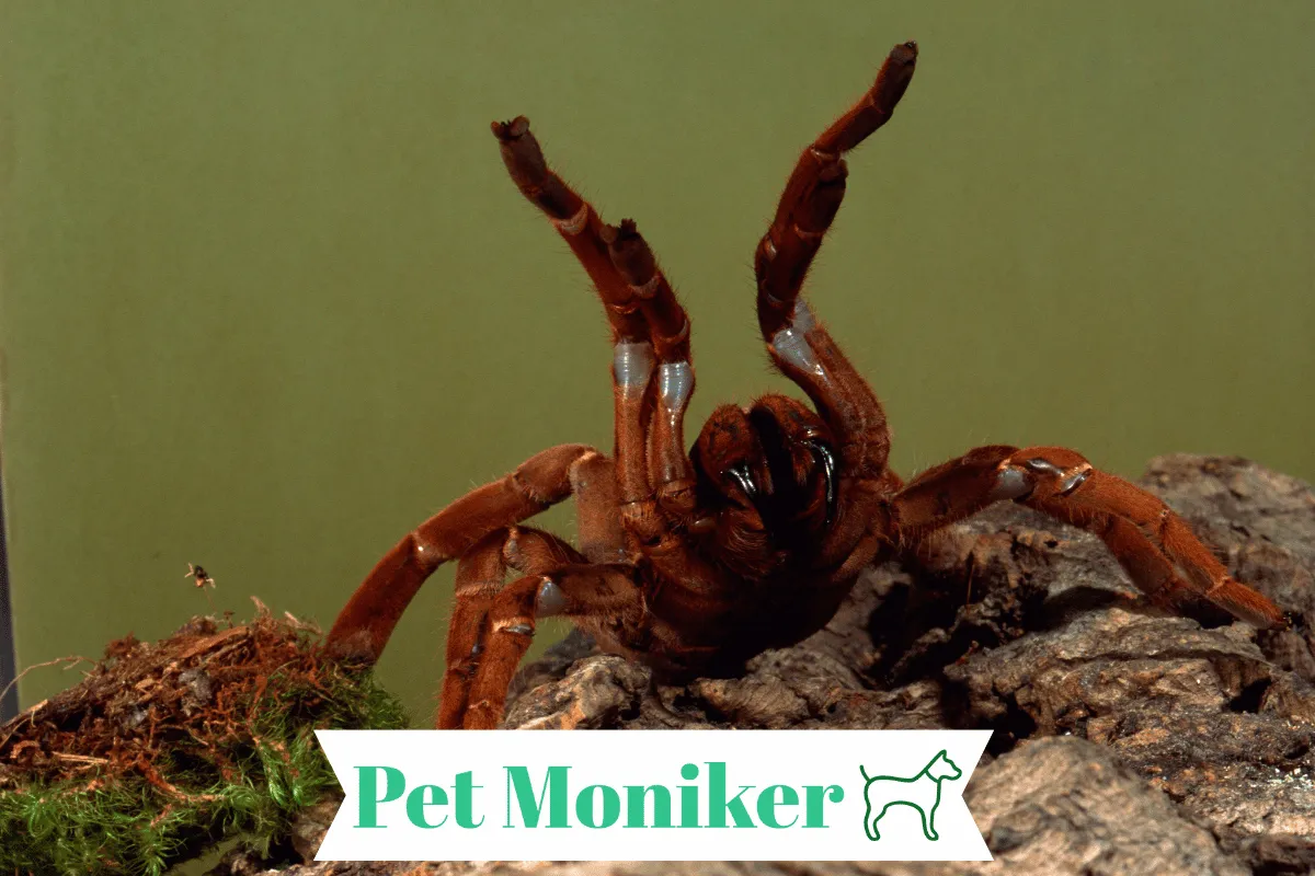 17950 tarantula colors