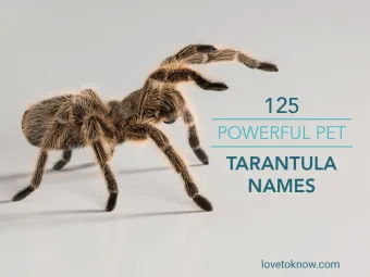 /img/17950-tarantula-names-list.webp