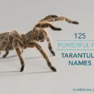 /img/17950-tarantula-names-list.webp