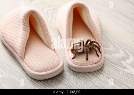 17951 tarantula spider slippers design
