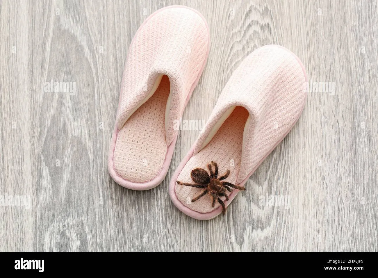 17951 tarantula spider slippers materials