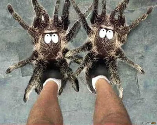 17951 tarantula spider slippers relaxation