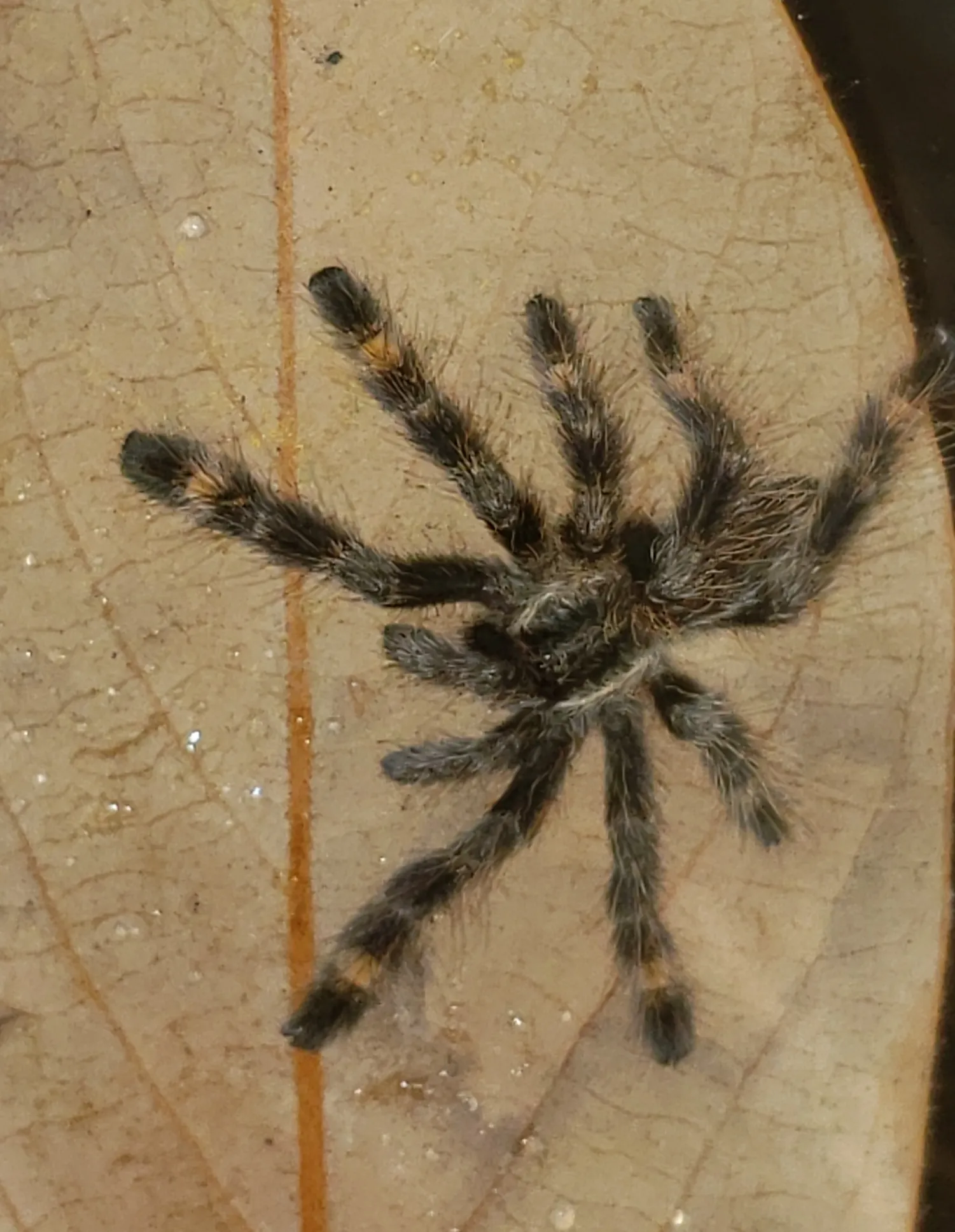 17952 fringed ornamental tarantula appearance
