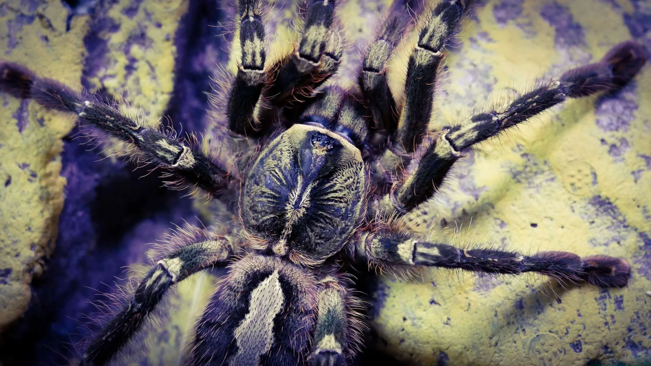 17952 fringed ornamental tarantula conservation
