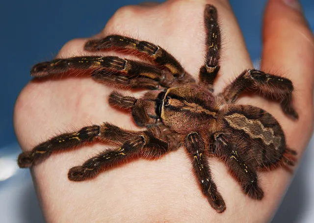 17952 fringed ornamental tarantula feeding