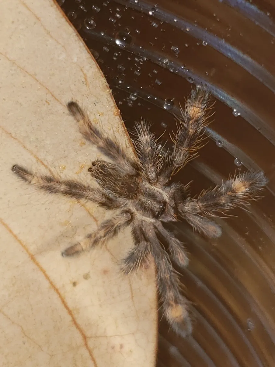 /img/17952-fringed-ornamental-tarantula-size-coloration.webp