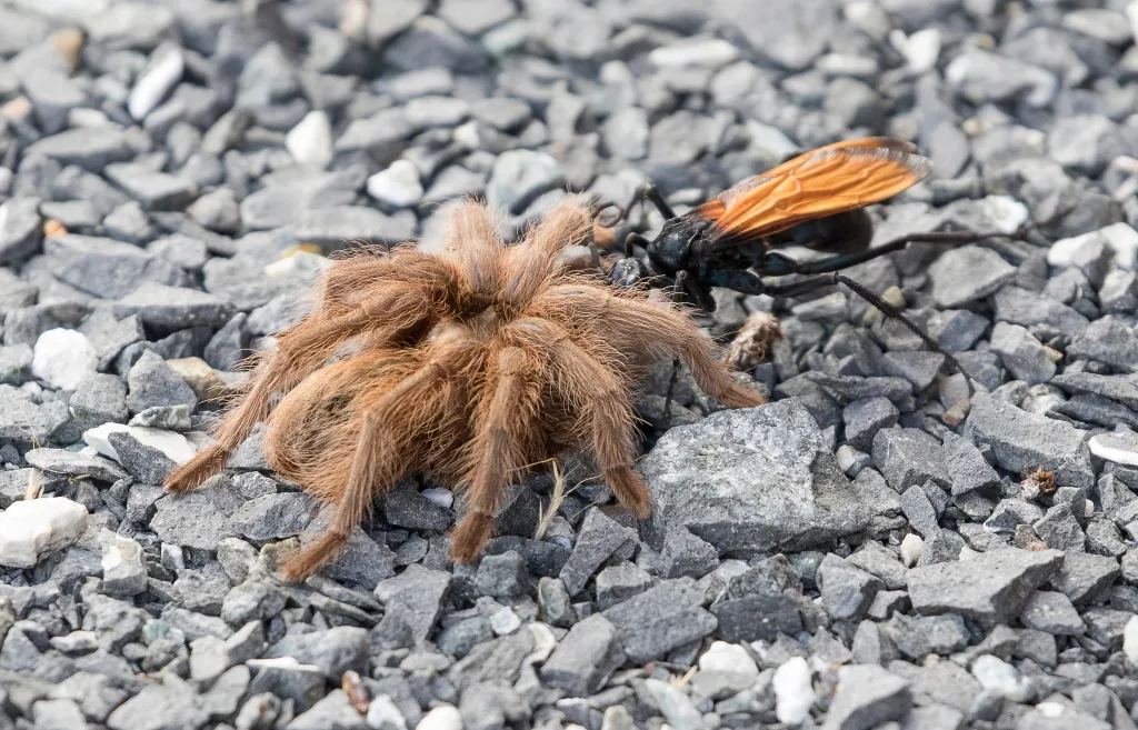 17956 tarantula hawk egg
