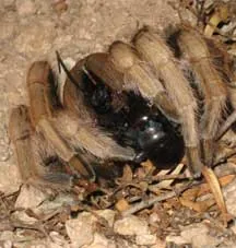 17956 tarantula hawk larvae feeding