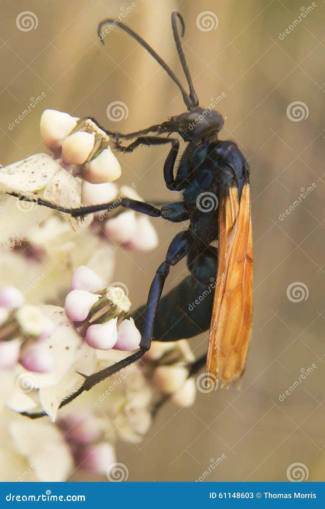 17956 tarantula hawk larvae growing