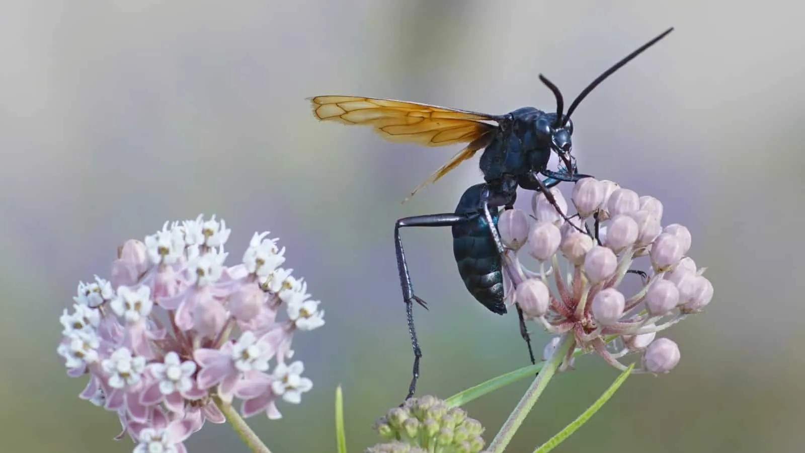 17956 tarantula hawk paralyzing tarantula