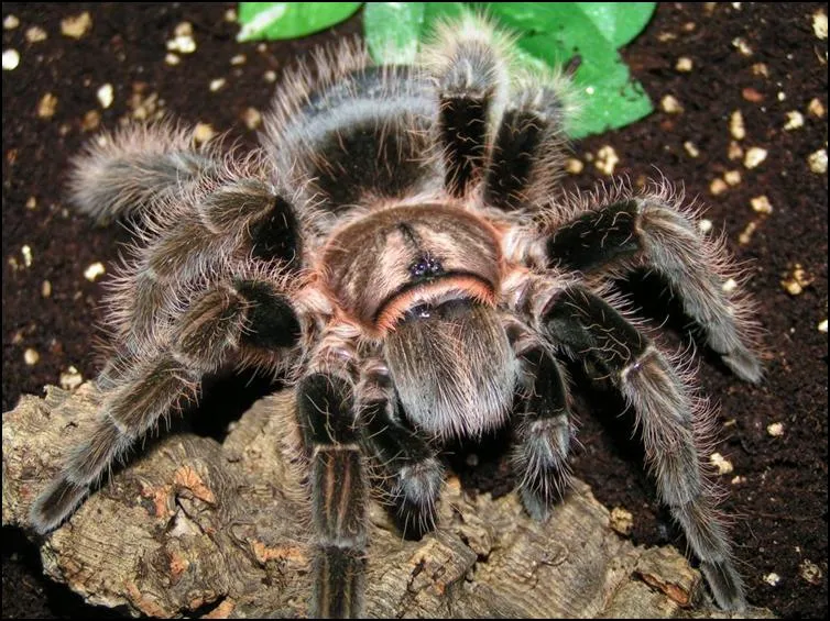 /img/17957-curly-hair-tarantula-enclosure.webp