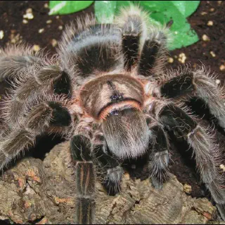 /img/17957-curly-hair-tarantula-enclosure.webp