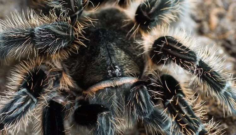 17957 curly hair tarantula feeding