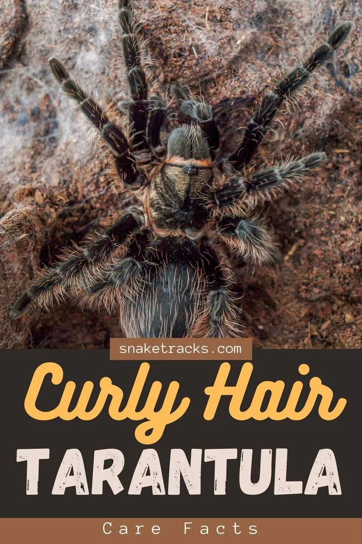 17957 curly hair tarantula habitat