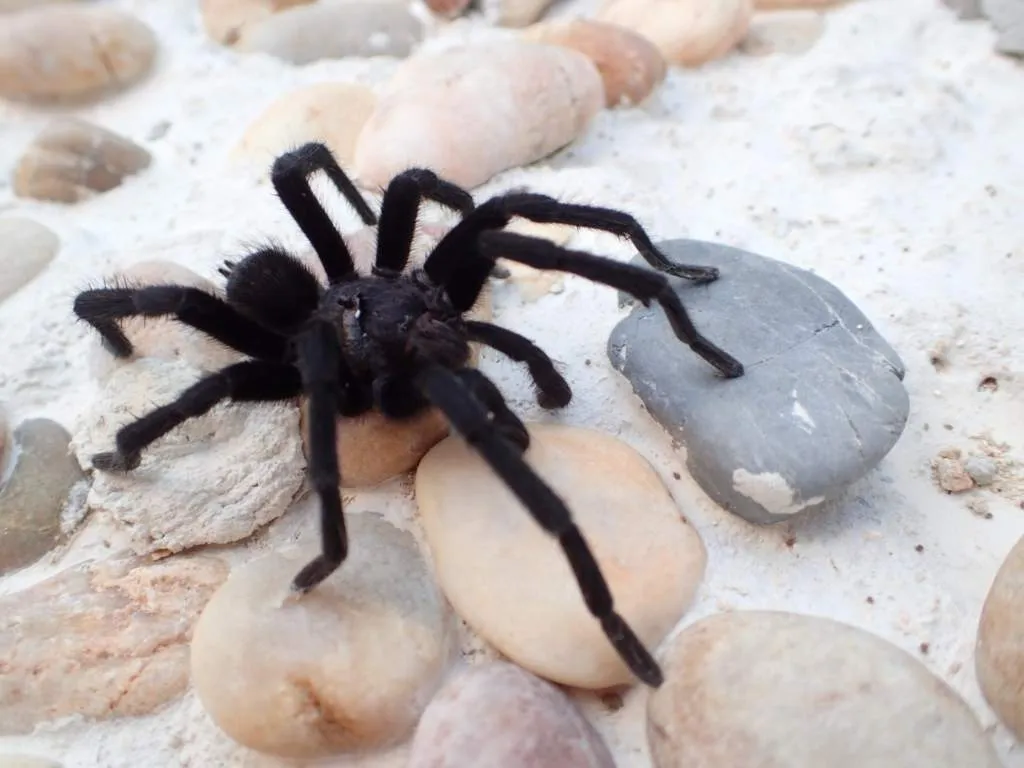 17959 giant tarantula venom